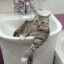 Барсик | meowgg