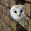 Night_OWL / #Hail