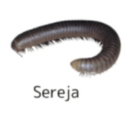SosiSochkAA1