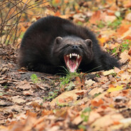 Wolverine