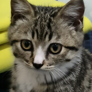 所以我切枪按键改成啥了