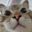 猫猫拖孩
