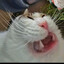 Rudolf &lt;3