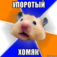Упоротый хомяк
