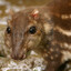 Paca