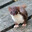 Celo avatar