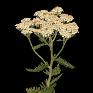 Yarrow