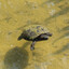 lil Turtle