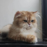 我也想喝咸柠七