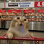 Avatar of costco cat