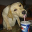 dog wit da pepsi