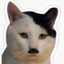 Mr.pussy