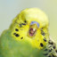 Swedish Budgie