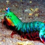 Mantis Shrimpy