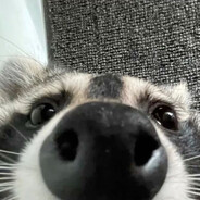 ФЕНГА МОЖЕТ