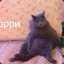 пиздец