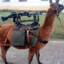 Llama Armada