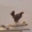Wilson