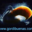 WWW.GORDIBUENAS.COM