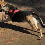 Schäferhund Trainer