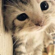 就我这样还有sei