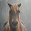 sadhorse