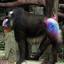 Bigg_Mandrill