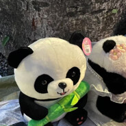 不爱吃鱼的懒猫