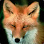 Sly_Fox