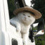 Trucker Cat