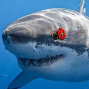 𓉐𓎛𓊡𓋊𓎛𓁙Phishy