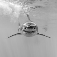 Borz_07