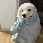 小狗摇尾巴