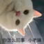 黑化肥会发挥