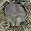 GopherHoling