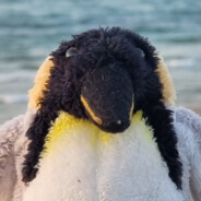 Pinto der Pinguin