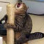 Crazed Fail