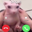 Bingus is Calling...
