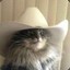 Texan Cat