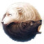 White Wolfich