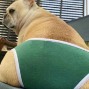 自东土大唐而来