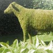 Moss Cow