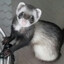 Dhanan