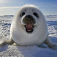 Seal