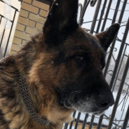 даник чмина