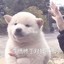 蟹蟹里