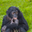 The Chimp King
