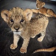 вьебу сука,беги нахуй!