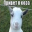пердуны че молчим