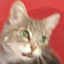 hams
